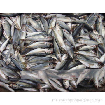 Light Seining Frozen Round Scad Trachurus Kuda Mackerel